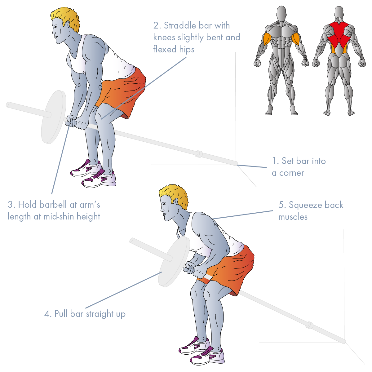 T Bar Row Muscles Worked T Bar Row Muscles Worked